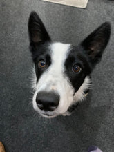 Load image into Gallery viewer, BOOK 2 - THE TALE OF FLORENCE AND THE DRAGON